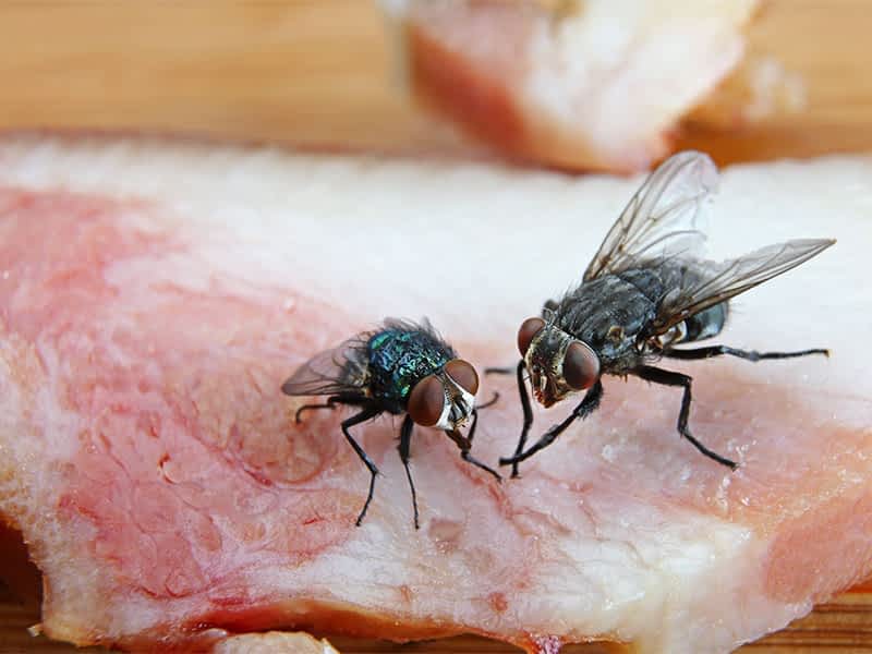 Commercial-Industrial-Specialist-Fly-Killers