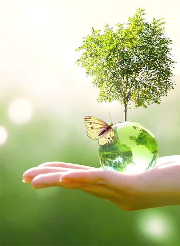 Sustainability_Pro Export Trading